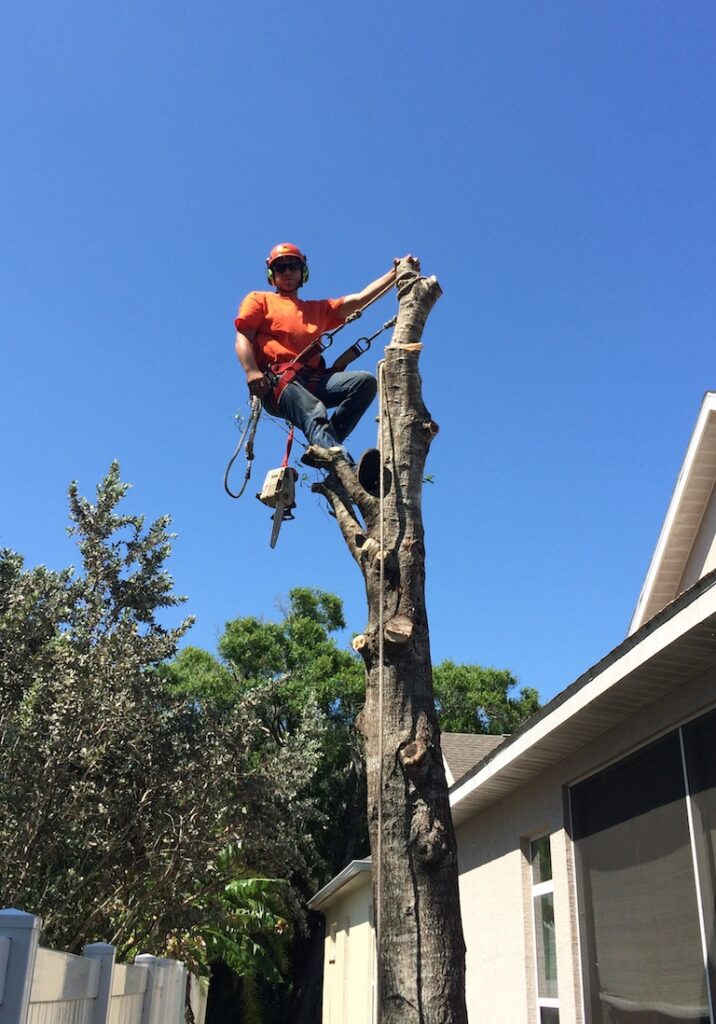 Insurance Steve�s Tree &amp; Hauling Service