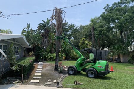 Palm Removal